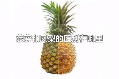 ​菠萝和凤梨的区别在哪里 菠萝和凤梨是什么水果