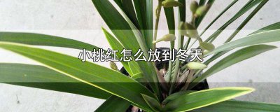 ​小桃红怎么放到冬天