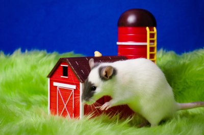 ​鼠的三合和六个合 鼠的六个合生贵人