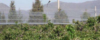 ​怎么防止麻雀啄花