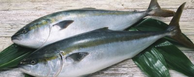 ​油甘鱼章红鱼怎么区分