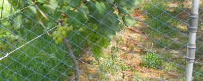 ​怎么防止麻雀吃菜苗