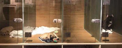 ​过年回家宠物怎么办