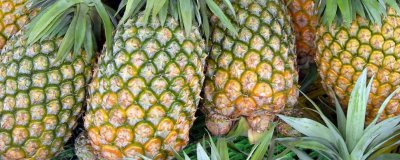 ​整个凤梨可以放冰箱吗保存吗