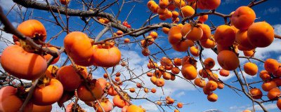 ​柿子和鲅鱼能一起吃吗?