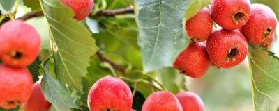 ​山楂和什么一起泡水喝