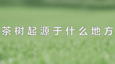 ​茶树起源于什么地方