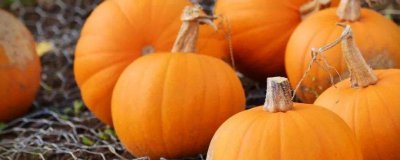 ​南瓜和秋葵可以一起吃吗