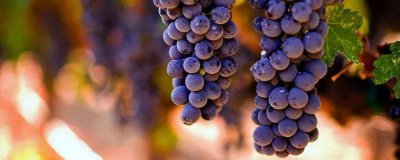 ​葡萄一天吃多少为宜