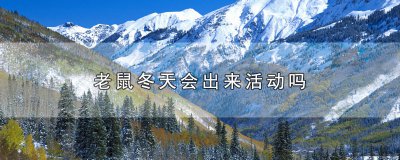 ​老鼠冬天会出来活动吗