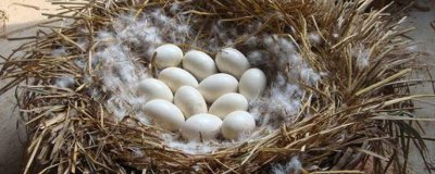 ​水煮鹅蛋腥不腥