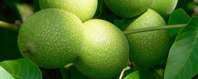 ​青皮核桃什么时候上市