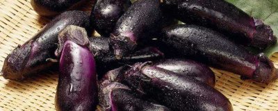 ​狗肉可以和茄子一起吃吗