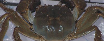 ​湖蟹什么时候上市