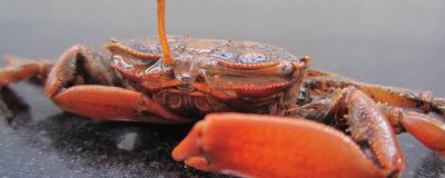 ​死海蟹蒸多久