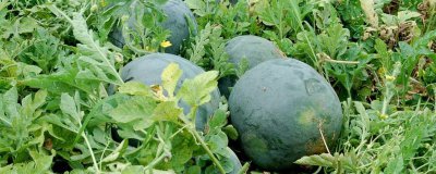 ​西瓜螃蟹能一起吃吗