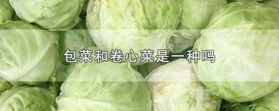 ​包菜和卷心菜是一种吗