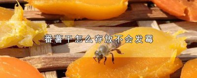 ​番薯干怎么存放不会发霉