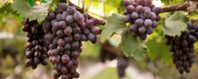 ​葡萄不能和什么食物一起吃