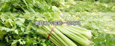​蘑菇和芹菜能一起吃吗