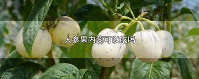 ​人参果内蕊可以吃吗