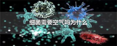 ​细菌需要空气吗为什么