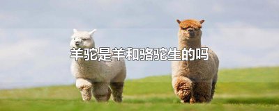 ​羊驼是羊和骆驼生的吗