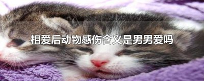 ​相爱后动物感伤含义是男男爱吗