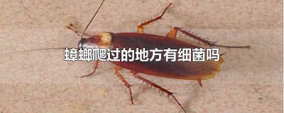 ​蟑螂爬过的地方有细菌吗