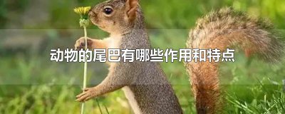 ​动物的尾巴有哪些作用和特点