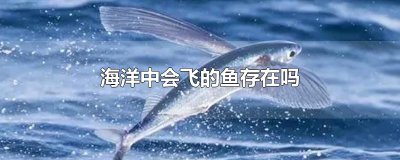 ​海洋中会飞的鱼存在吗