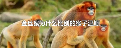 ​金丝猴为什么比别的猴子温顺
