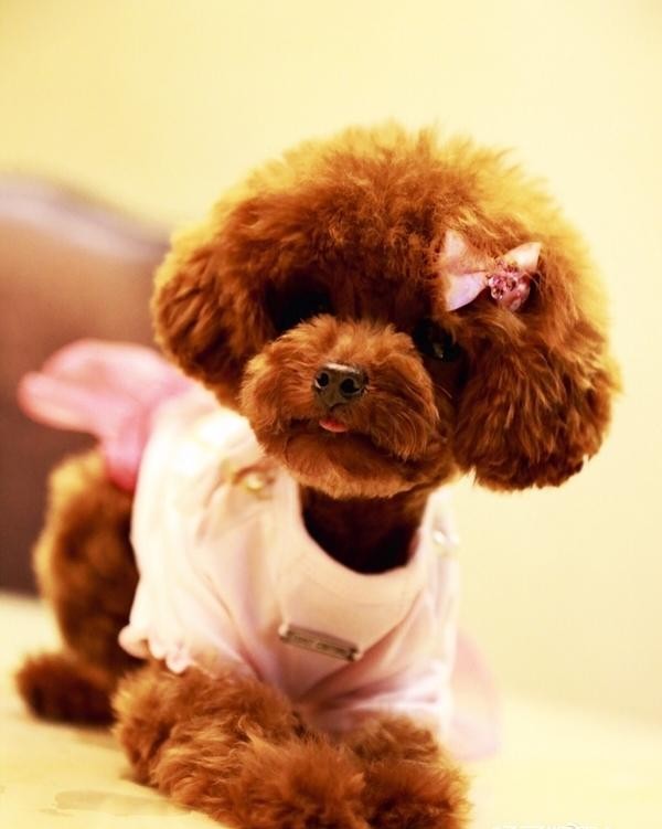 郑国霖女友是谁（欢天喜地七仙女里的董永现在长这样）