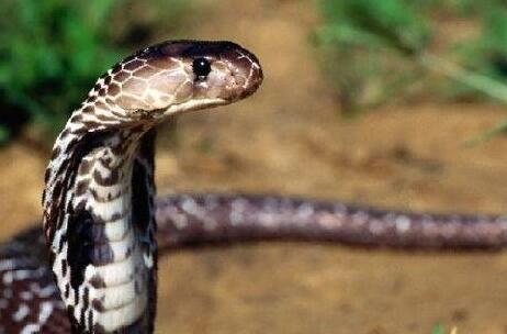 世界十大剧毒物质排行榜 世界最毒的物质排名