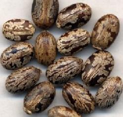 世界十大剧毒物质排行榜 世界最毒的物质排名