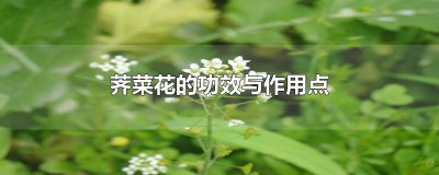 ​荠菜花的功效与作用点