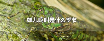​蝉儿鸣叫是什么季节
