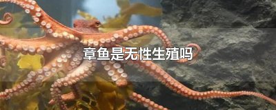 ​章鱼是无性生殖吗