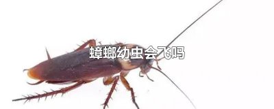 ​蟑螂幼虫会飞吗