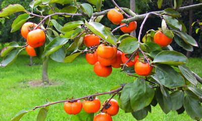 ​口轻溃疡适合吃的水果有哪些 盘点口轻溃疡适合吃的水果