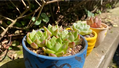 ​多肉能在太阳底下晒吗（多肉能不能晒太阳很多人都做错了）