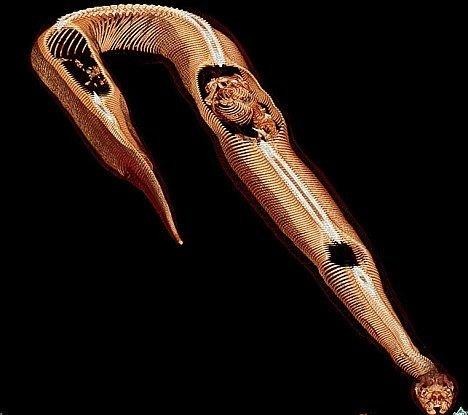 神秘巨蛇现身马来西亚（马来西亚发现16.7米巨蟒）