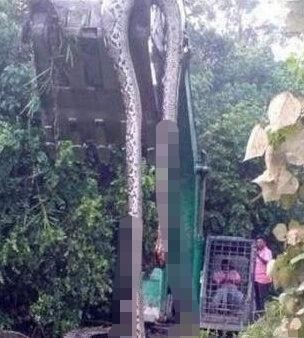 神秘巨蛇现身马来西亚（马来西亚发现16.7米巨蟒）