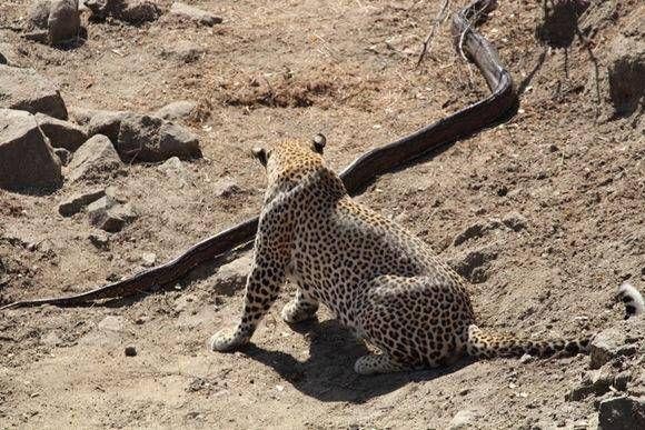 神秘巨蛇现身马来西亚（马来西亚发现16.7米巨蟒）