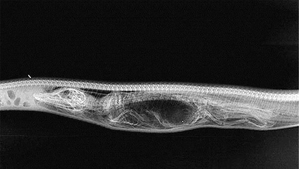 神秘巨蛇现身马来西亚（马来西亚发现16.7米巨蟒）