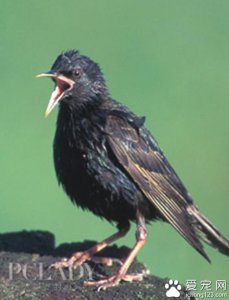 ​八哥吃什么食物最好（养八哥吃什么才有营养）