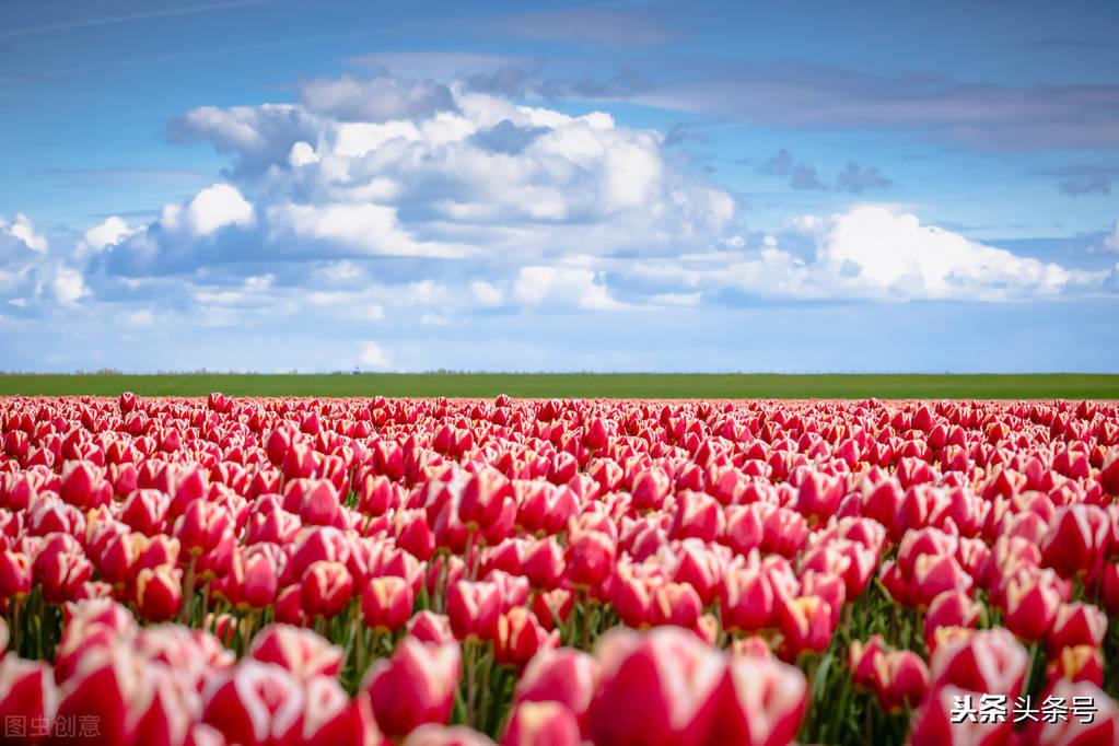 关于荷兰的资料 (关于荷兰的资料和图片)-图10