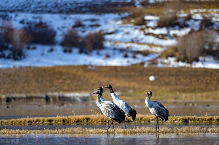 司藤电视剧在哪取的景「热播电视剧司藤为什么要在云南取景香格里拉和大理太上镜了」