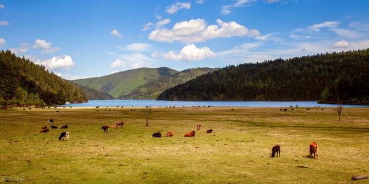 司藤电视剧在哪取的景「热播电视剧司藤为什么要在云南取景香格里拉和大理太上镜了」