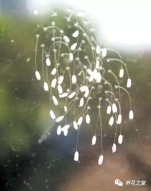 莲花的花语（关于佛家四大吉花你知道多少）